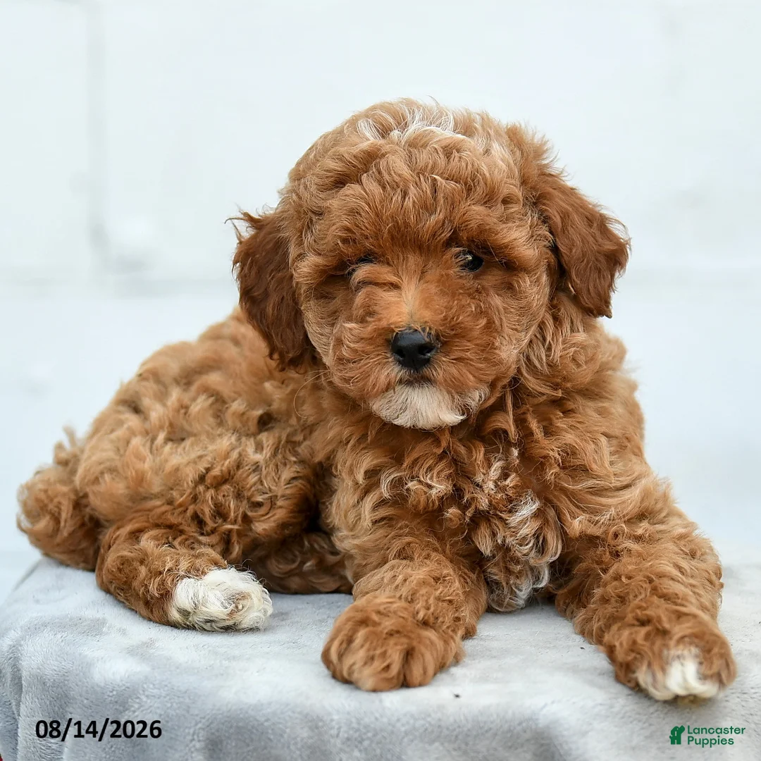 Miniature Poodle dogs for sale: Fuscia  - Ad 5