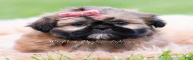 Raja