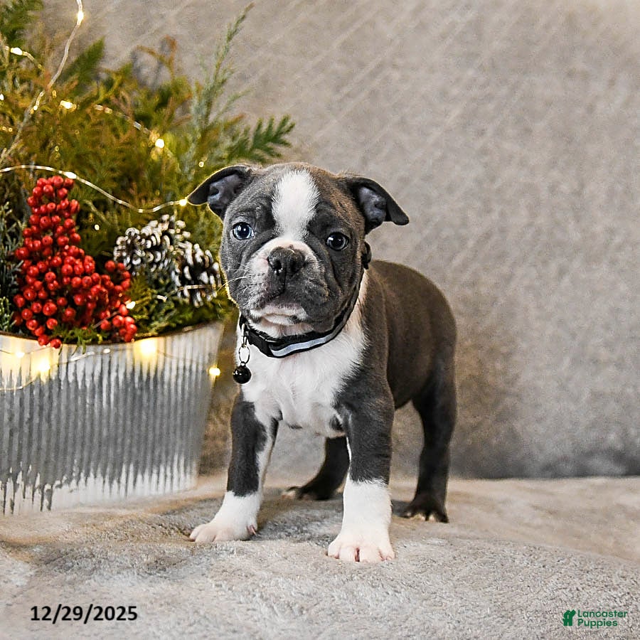 Boston Terrier dogs Chief - Ad 8