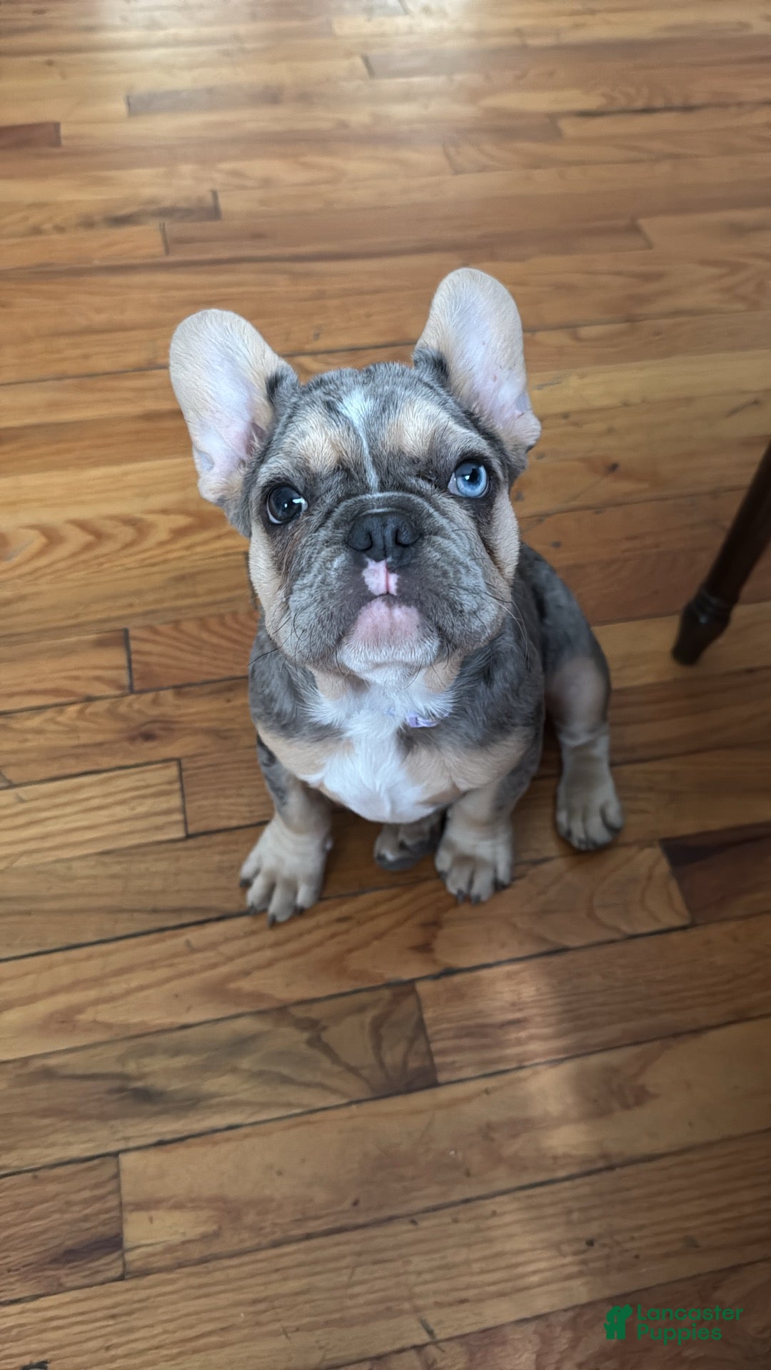 French Bulldog dogs French Bulldog 1 - Ad 34