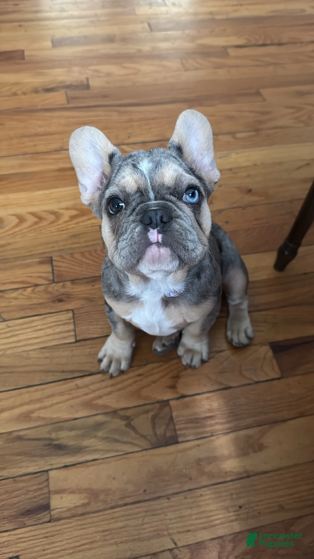 French Bulldog dogs for sale: French Bulldog 1 - Ad 1