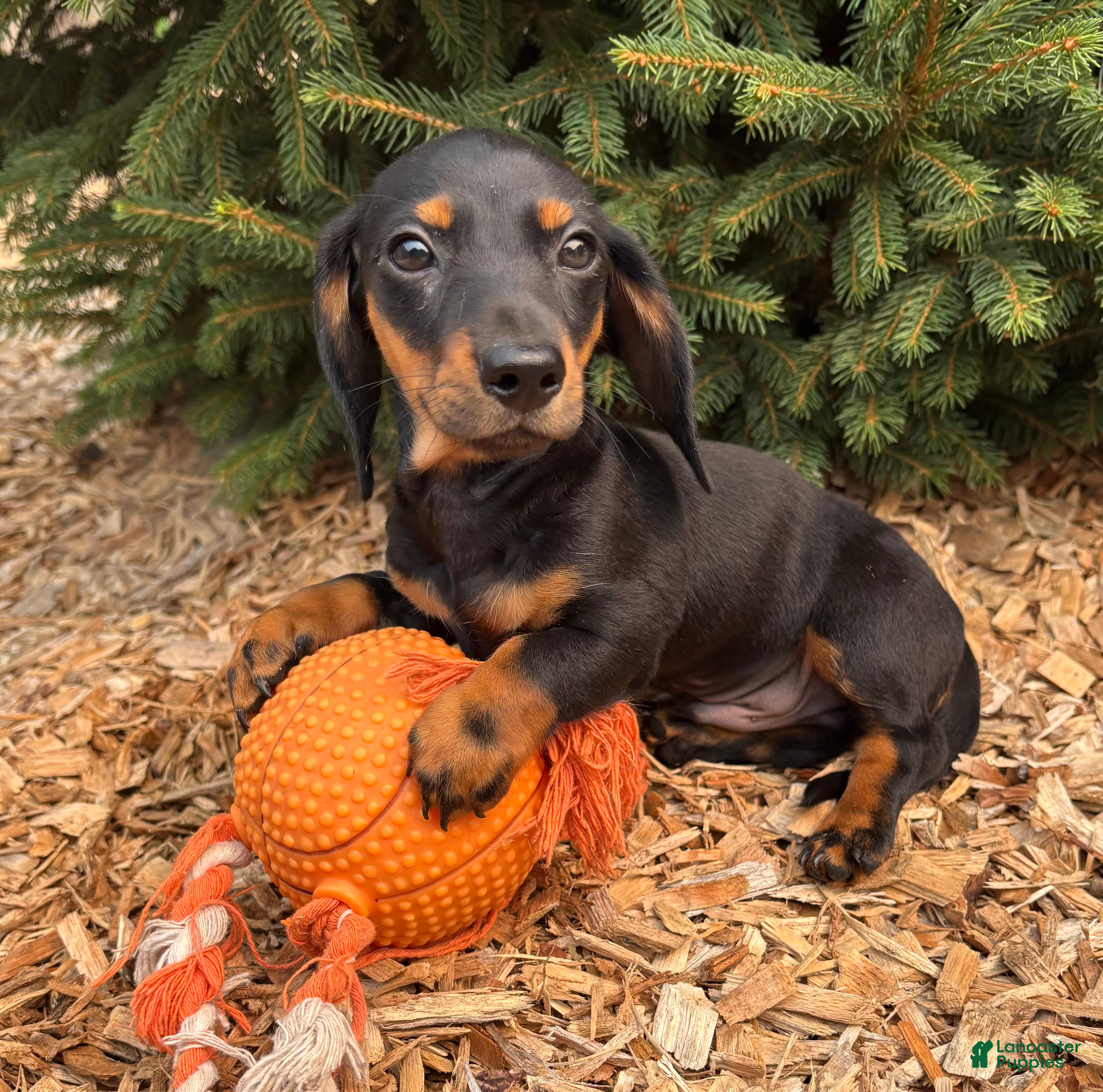 Dachshund dogs Flint - Ad 2