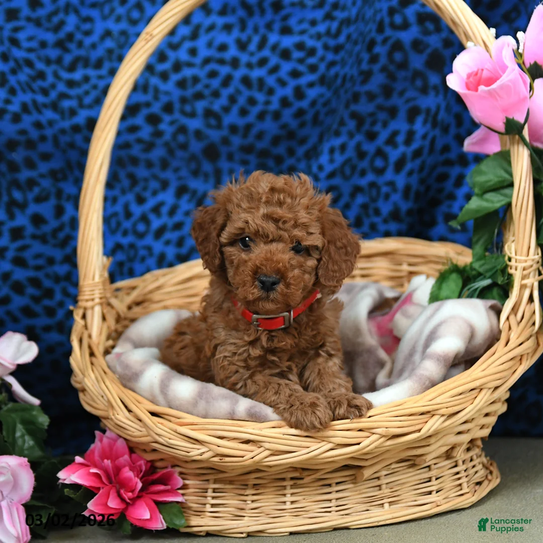 Miniature Poodle dogs for sale: Elli - Ad 1