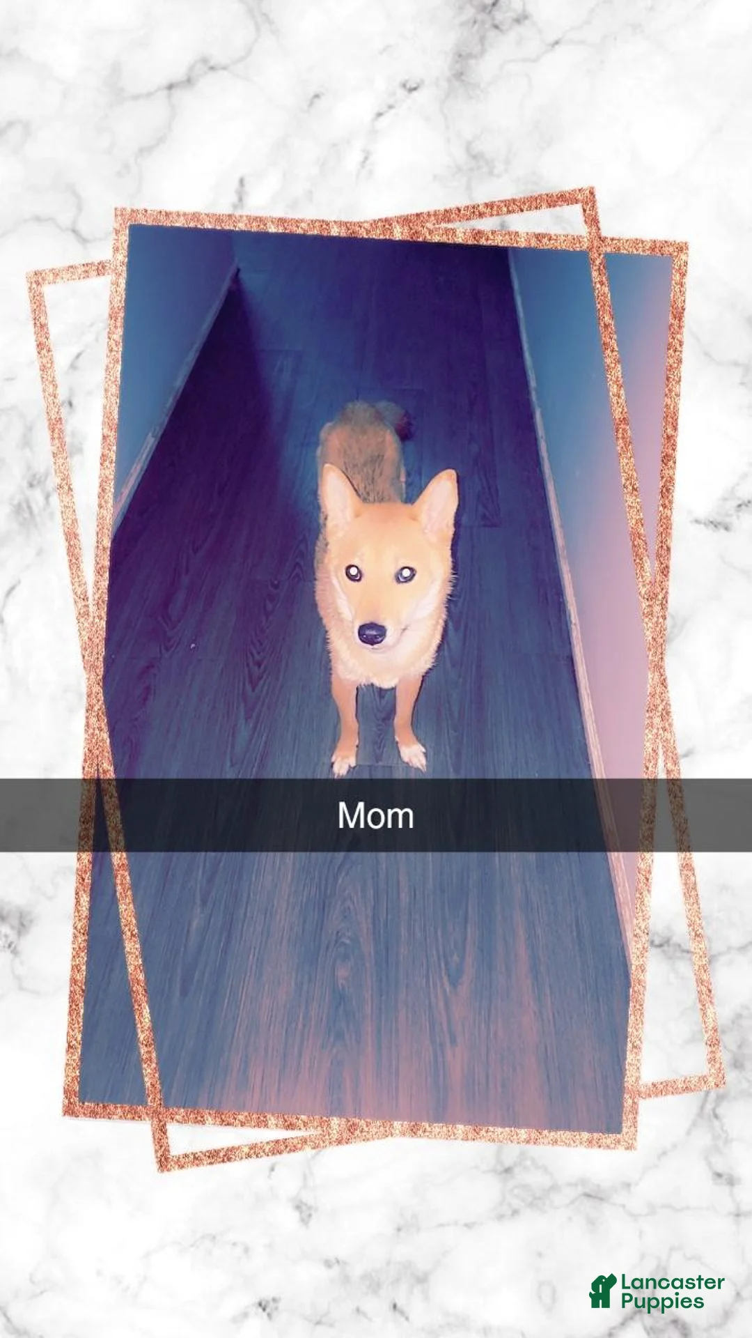 Shiba Inu dogs for sale: Shiba Inu 2 - Ad 2