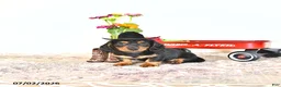Miniature Dachshund dogs for sale: Clyde - Ad 3