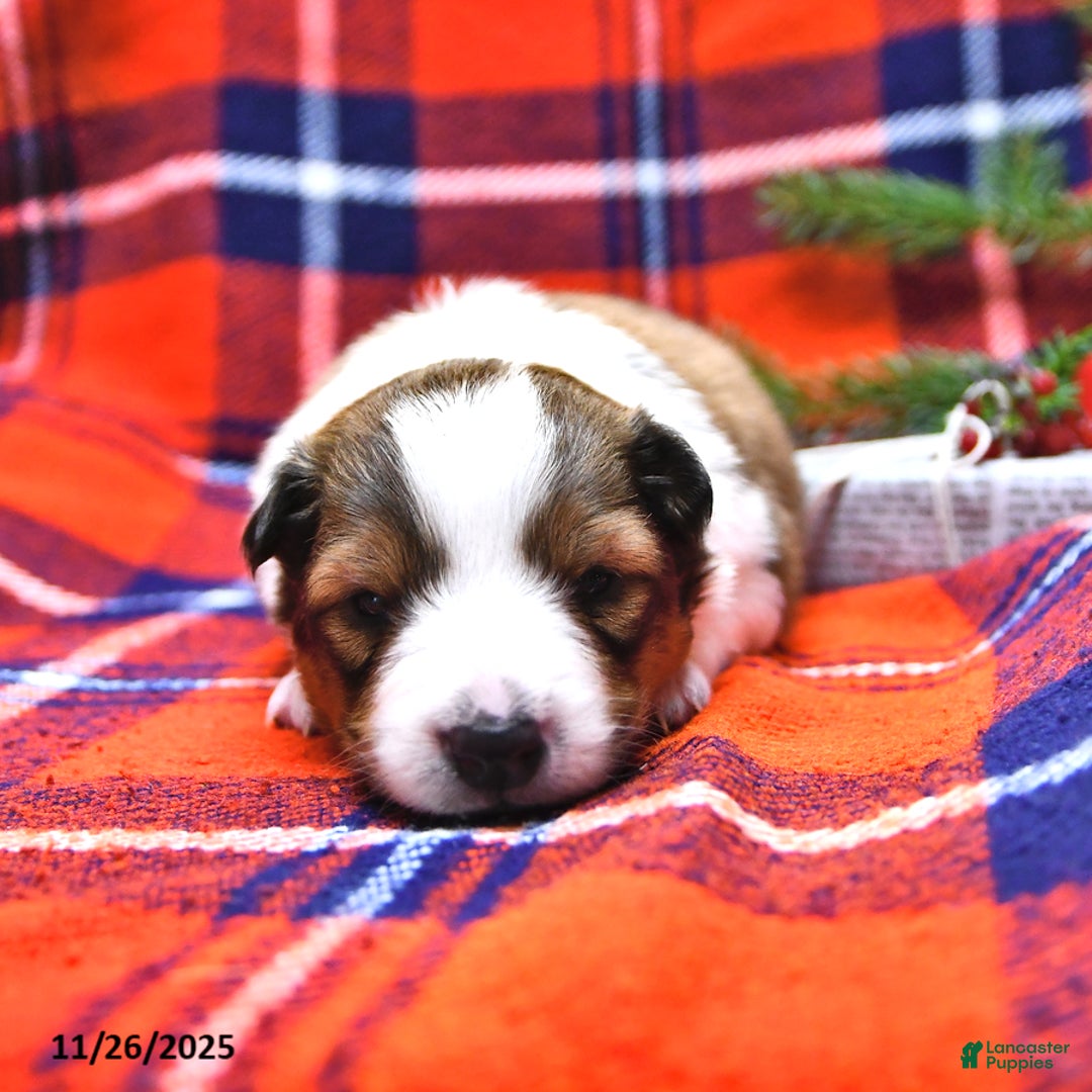 Shetland Sheepdog dogs for sale: Miss Carol - Ad 8