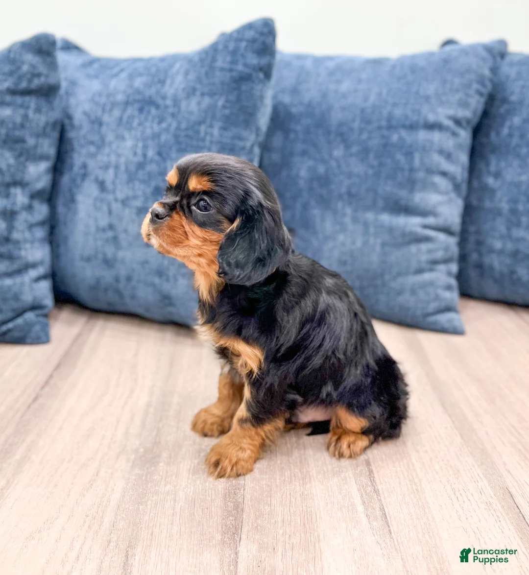 Cavalier King Charles Spaniel dogs for sale: Rocky - Ad 3
