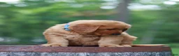 Golden Retriever dogs for sale: Beau - Ad 6