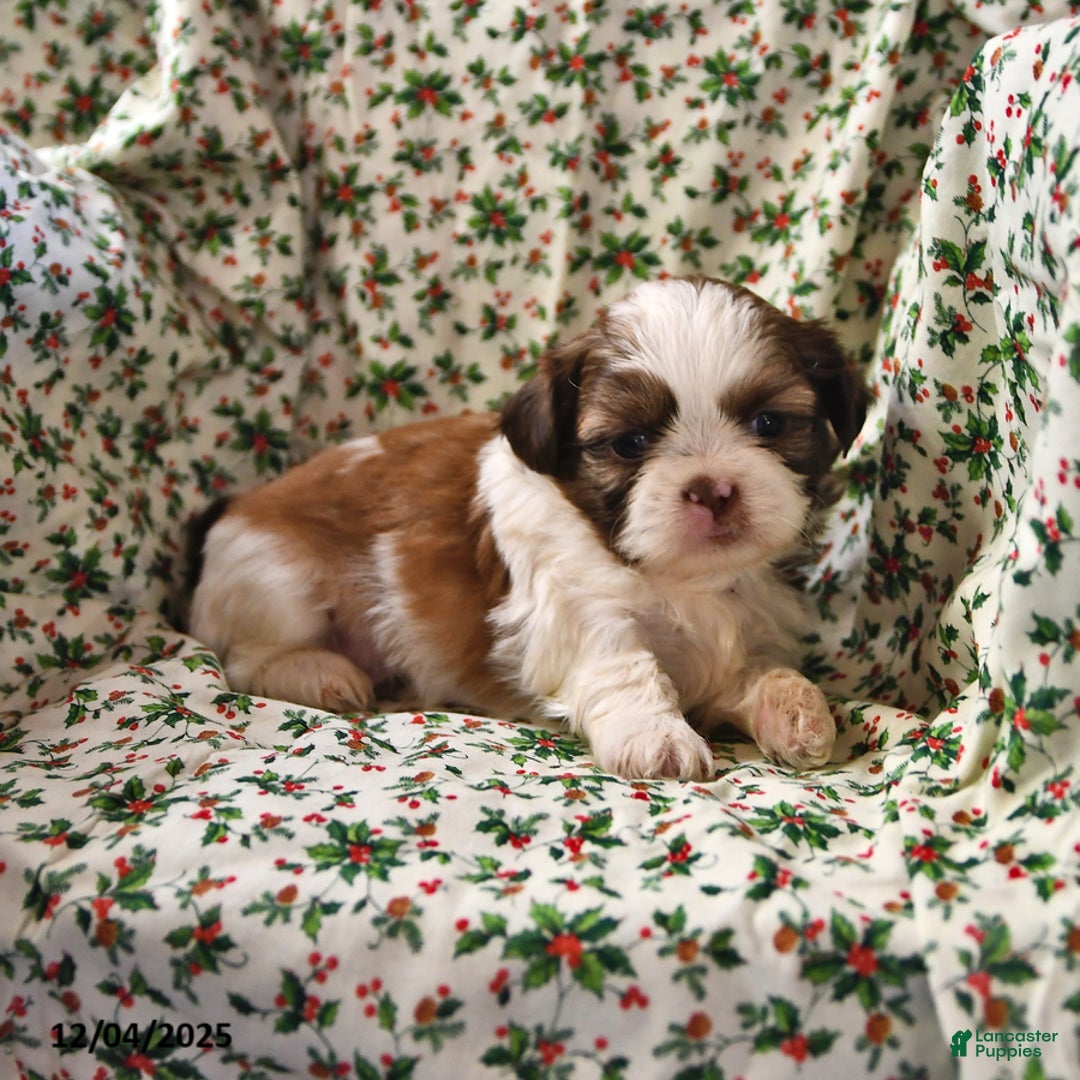 Shih Tzu dogs for sale: Ace - Ad 7