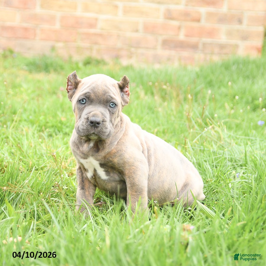 Cane Corso dogs Candy - Ad 2
