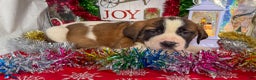 Saint Bernard dogs for sale: Maverick - Ad 1