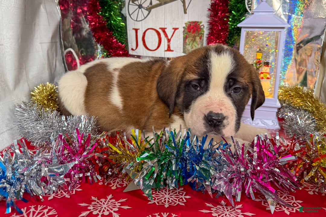 Saint Bernard dogs for sale: Maverick - Ad 1