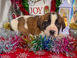 Saint Bernard dogs Maverick - Ad 4