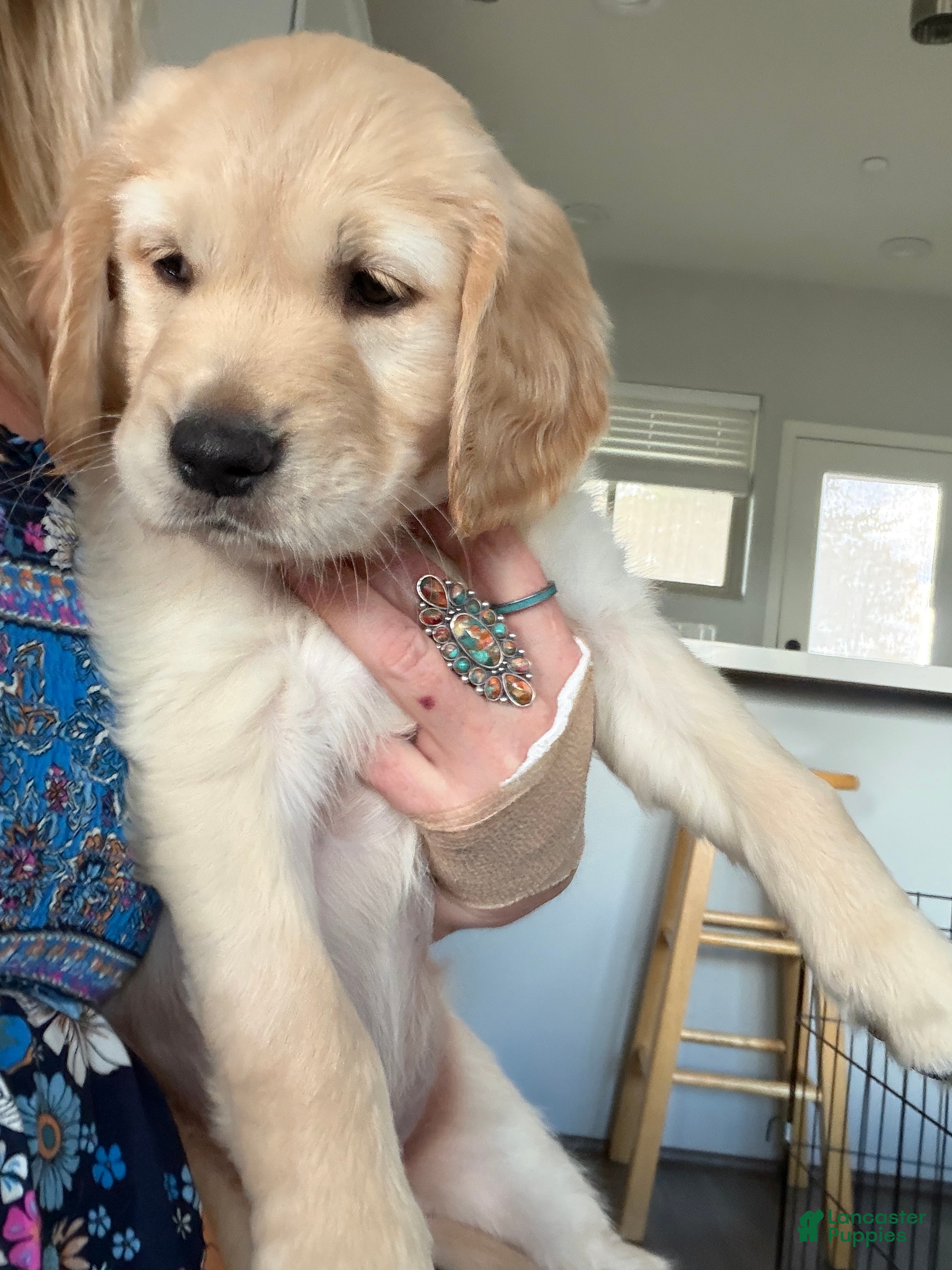 Golden Retriever dogs Little Girl Grey - Ad 2