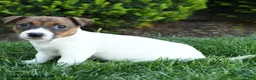 Jack Russell Terrier dogs for sale: Willow - Ad 3