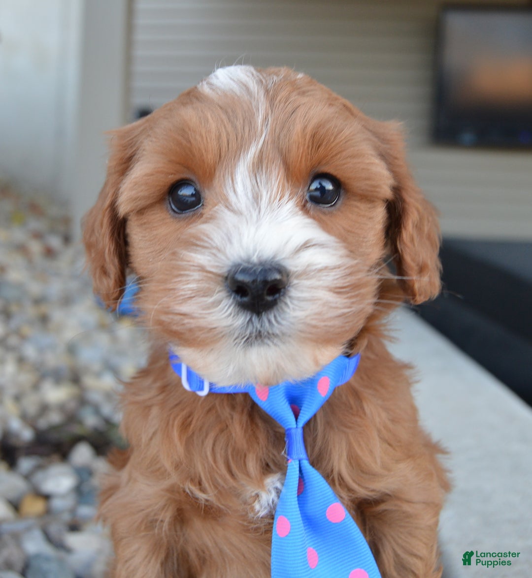 Cockapoo dogs for sale: Charlie - Ad 3