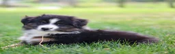 Miniature Australian Shepherd dogs for sale: Jen - Ad 3