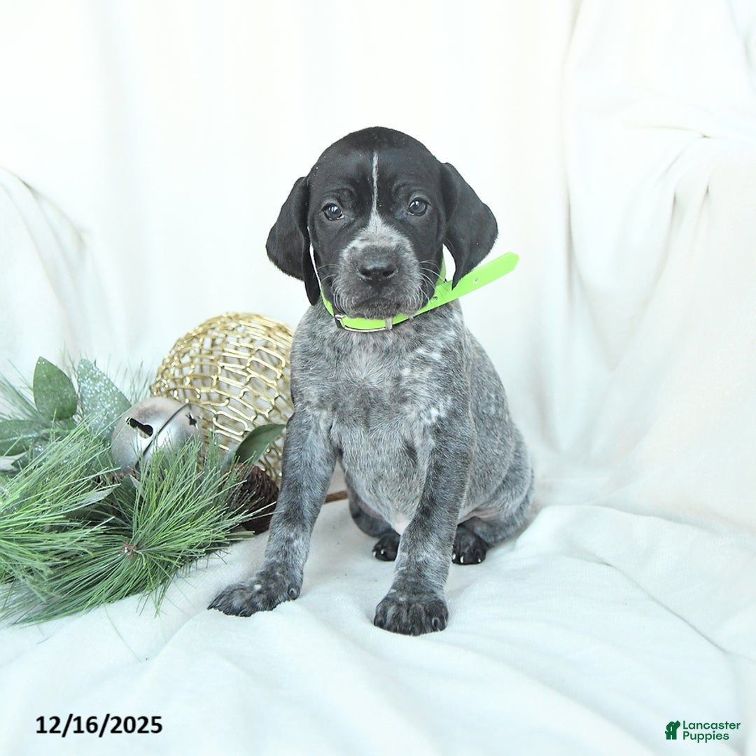 German Shorthaired Pointer dogs for sale: Dreamer - Ad 3