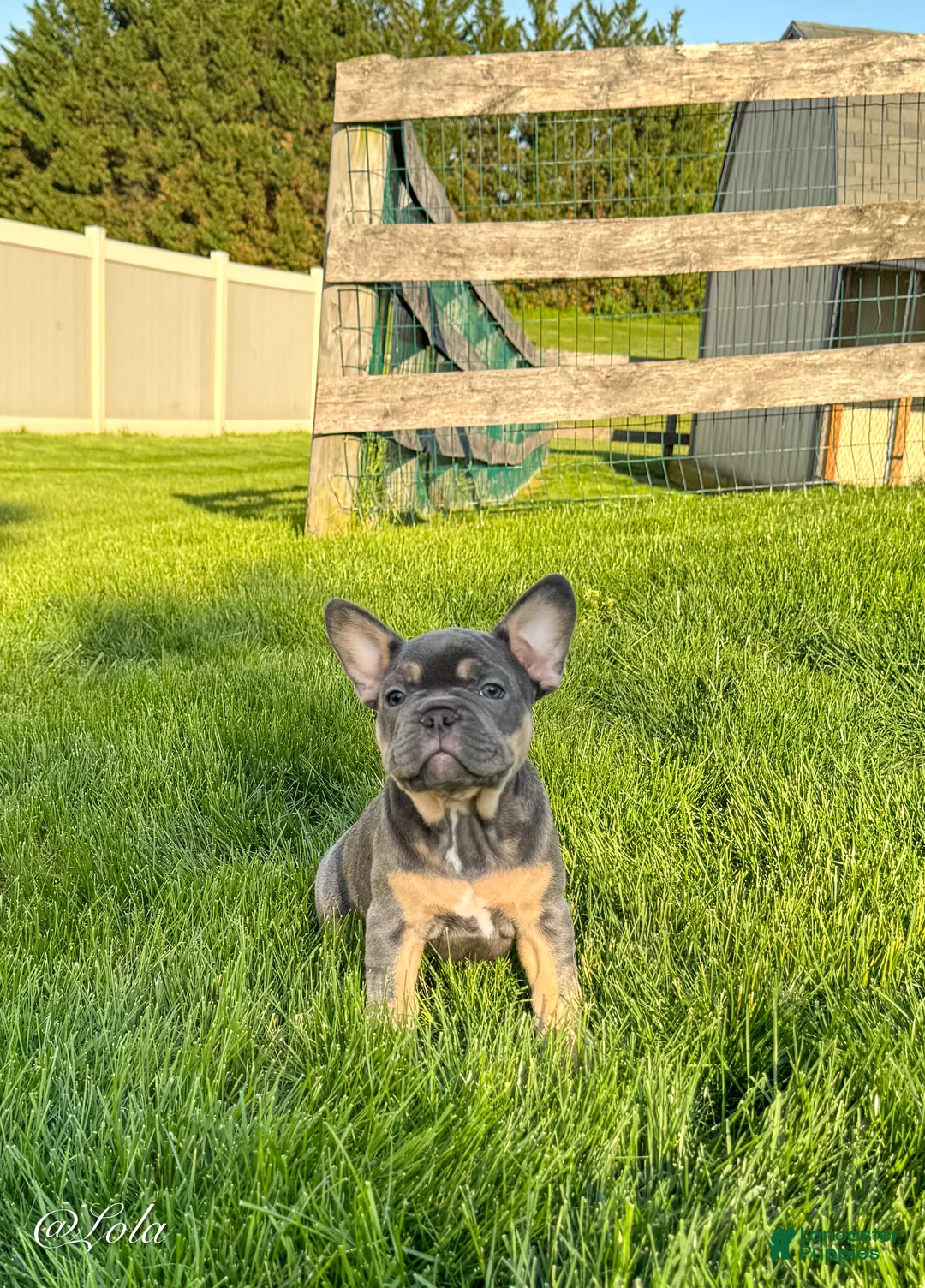 French Bulldog dogs for sale: Lola - Ad 2