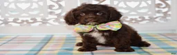 Cockapoo dogs for sale: Claudia - Ad 1