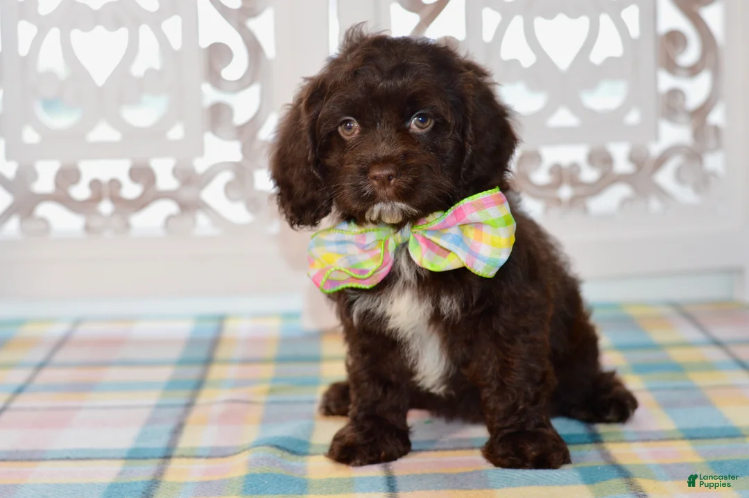 Cockapoo dogs for sale: Claudia - Ad 1