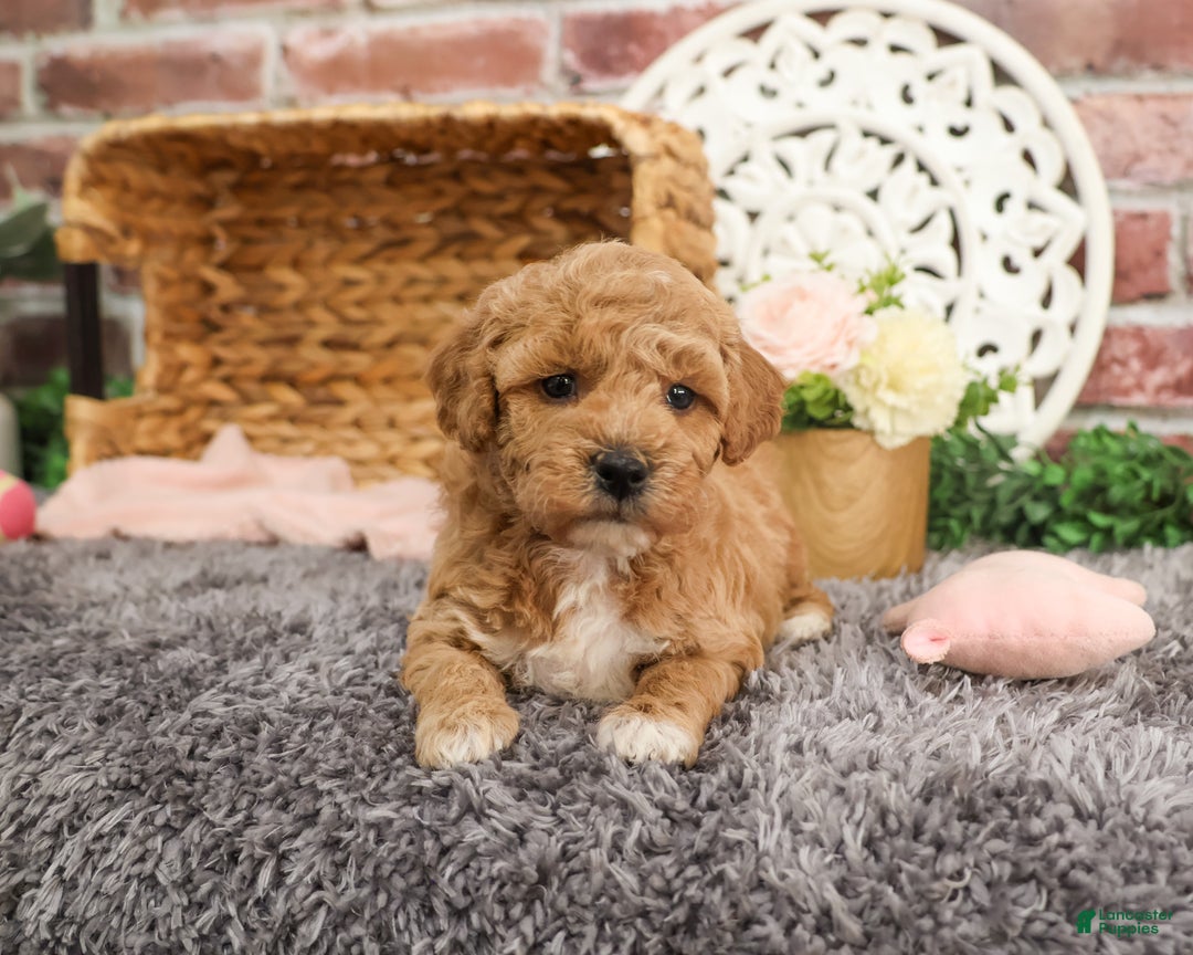 Mini Goldendoodle dogs for sale: Harper - Ad 5