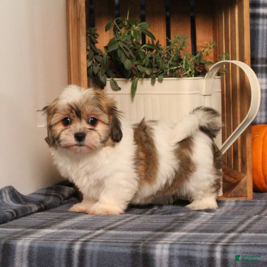Teddy Bear dogs for sale: Faith - Ad 1