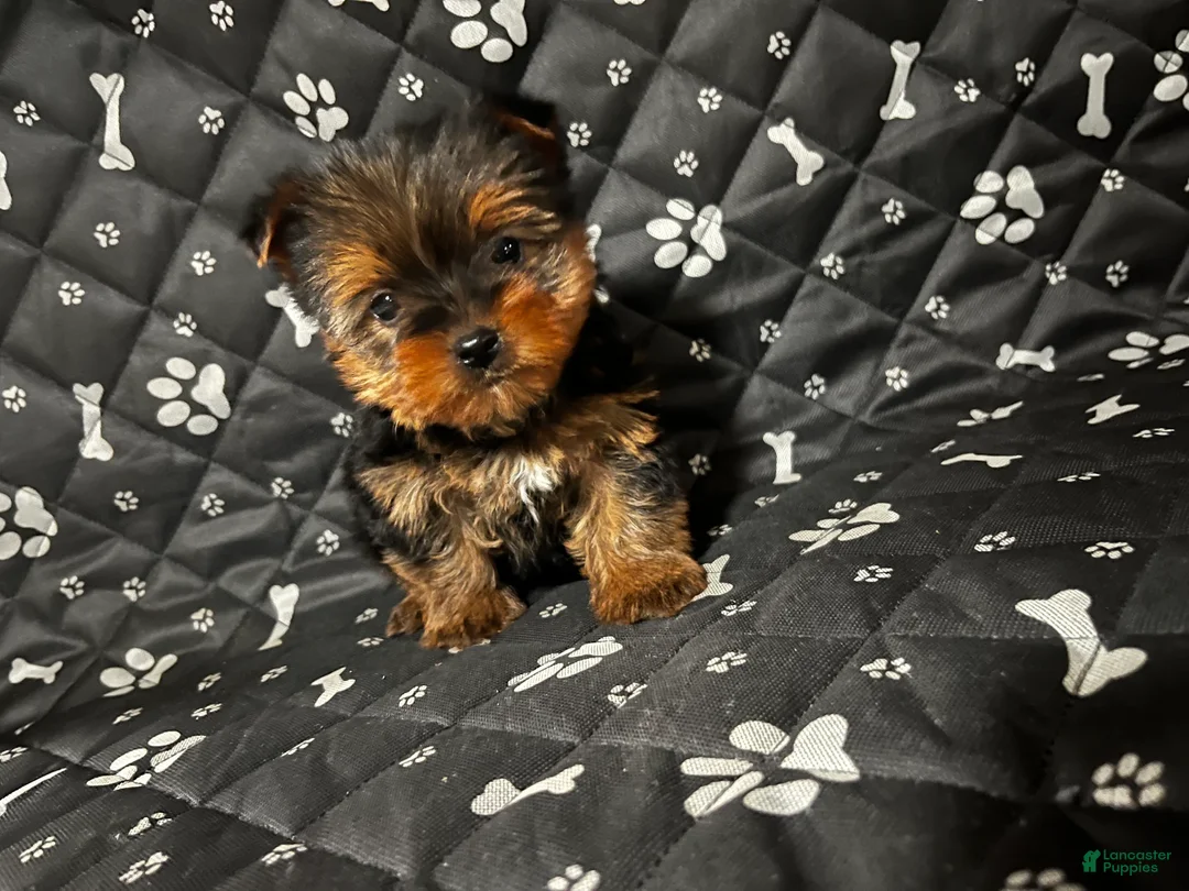 Yorkshire Terrier dogs for sale: Yorkshire Terrier Puppy 1 - Ad 1