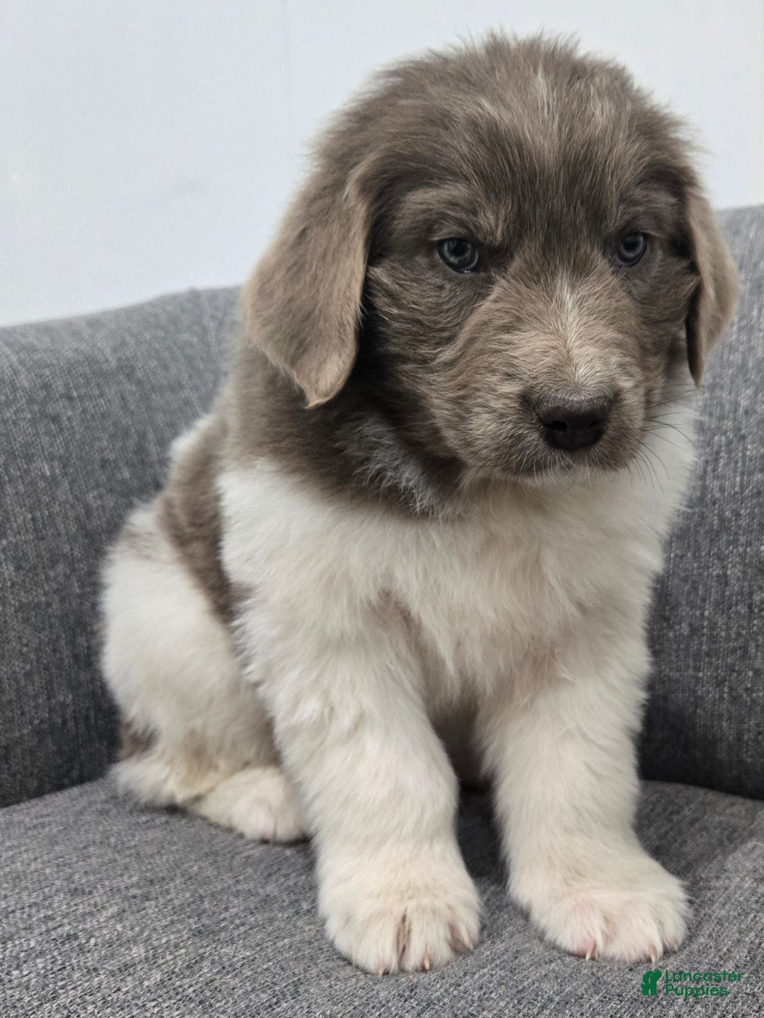 Newfoundland dogs for sale: Betsy - Ad 7