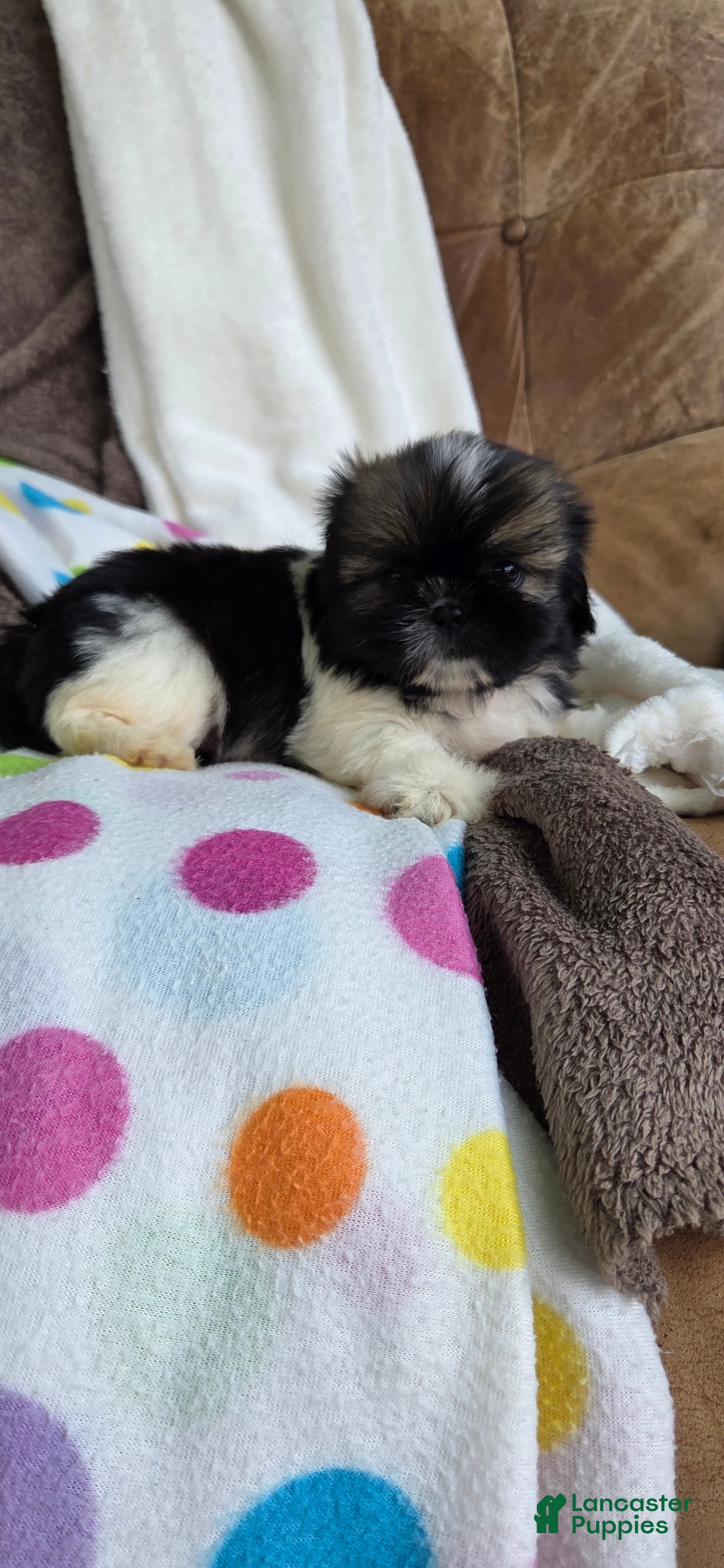 Shih Tzu dogs Orpha - Ad 2