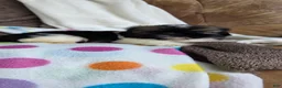 Shih Tzu dogs for sale: Orpha - Ad 2
