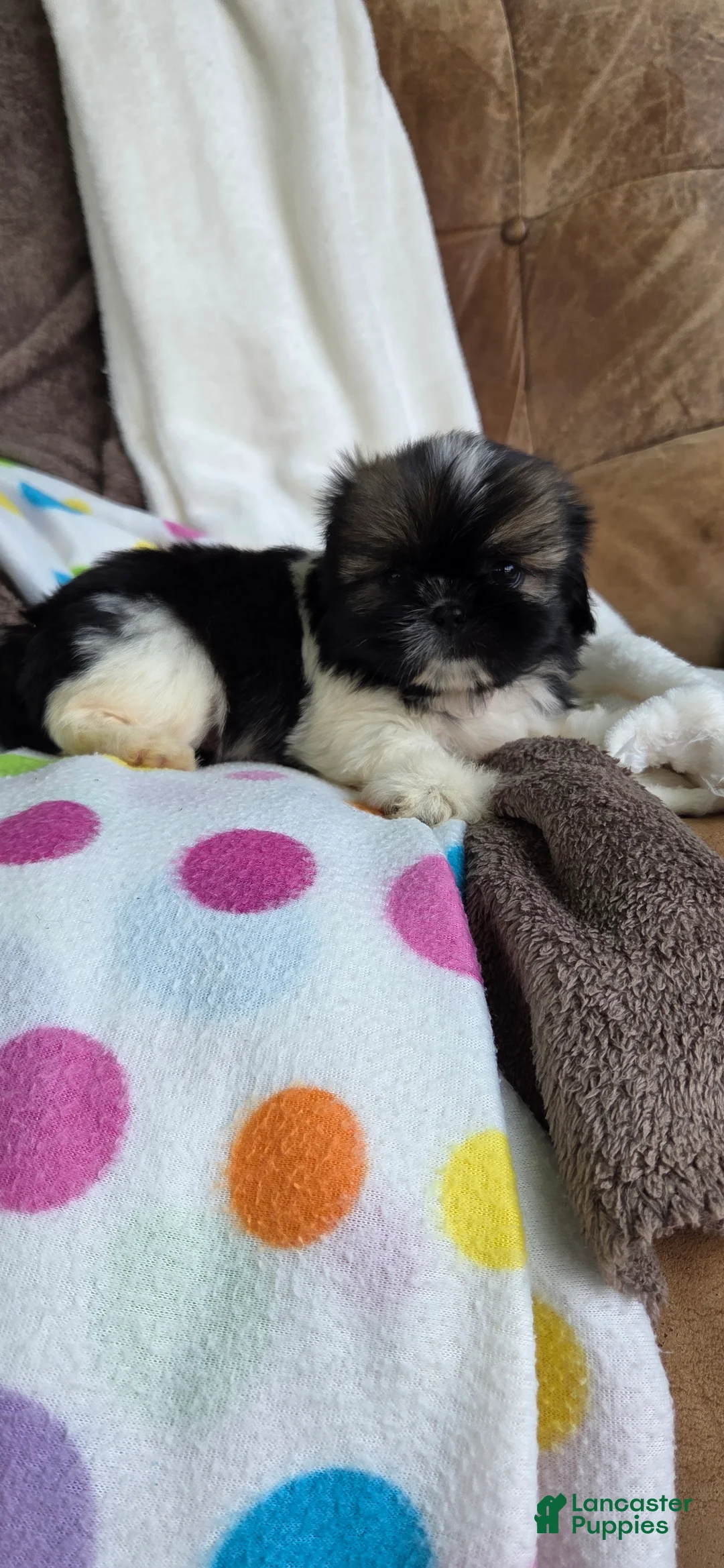 Shih Tzu dogs for sale: Orpha - Ad 2