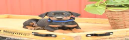 Doberman Pinscher dogs for sale: Royal - Ad 3