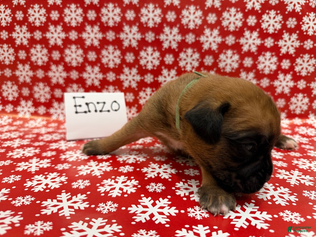 Boxer dogs for sale: Enzo - Ad 2