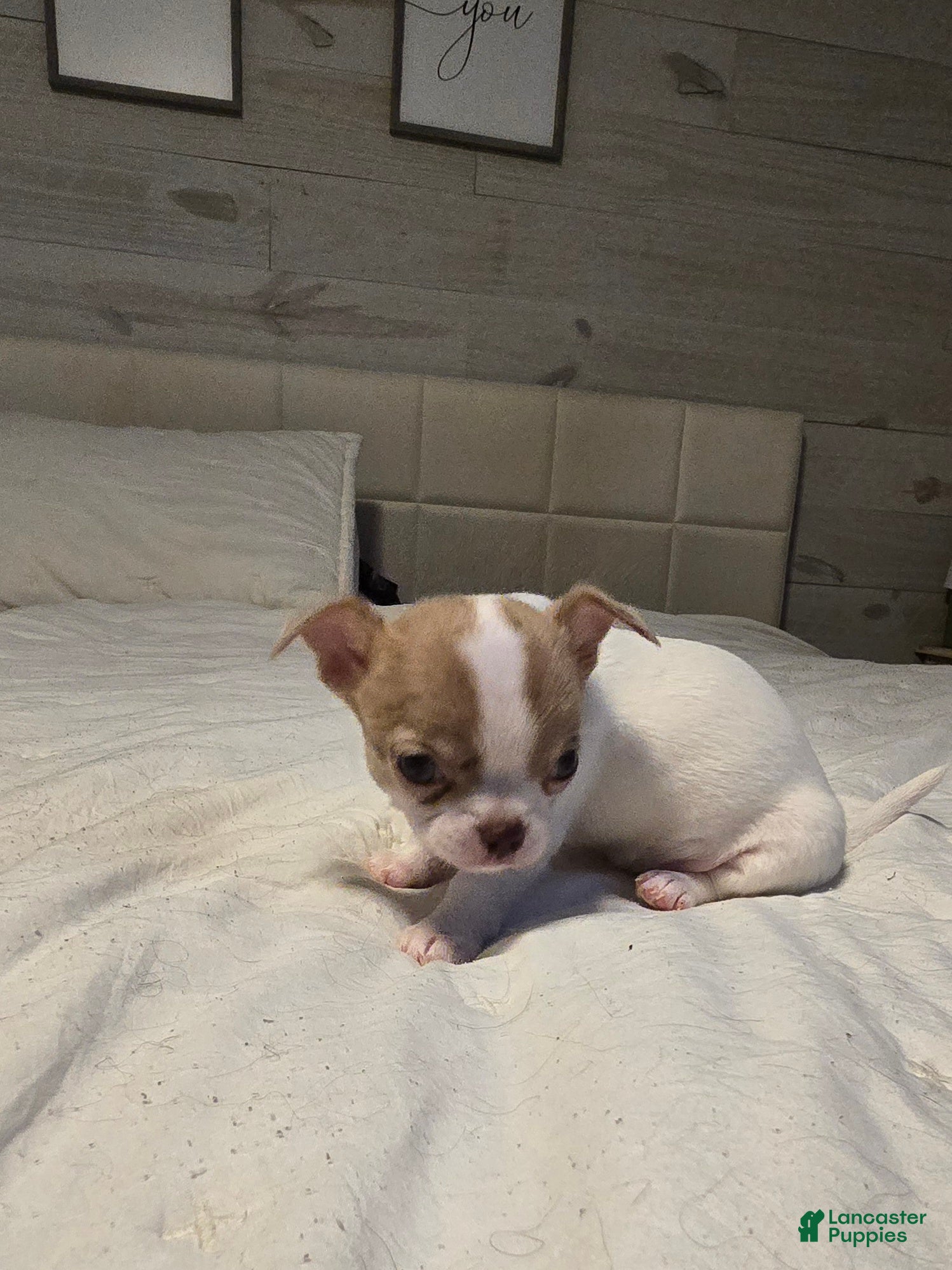 Chihuahua dogs Bella - Ad 16