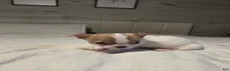 Chihuahua dogs for sale: Bella - Ad 1