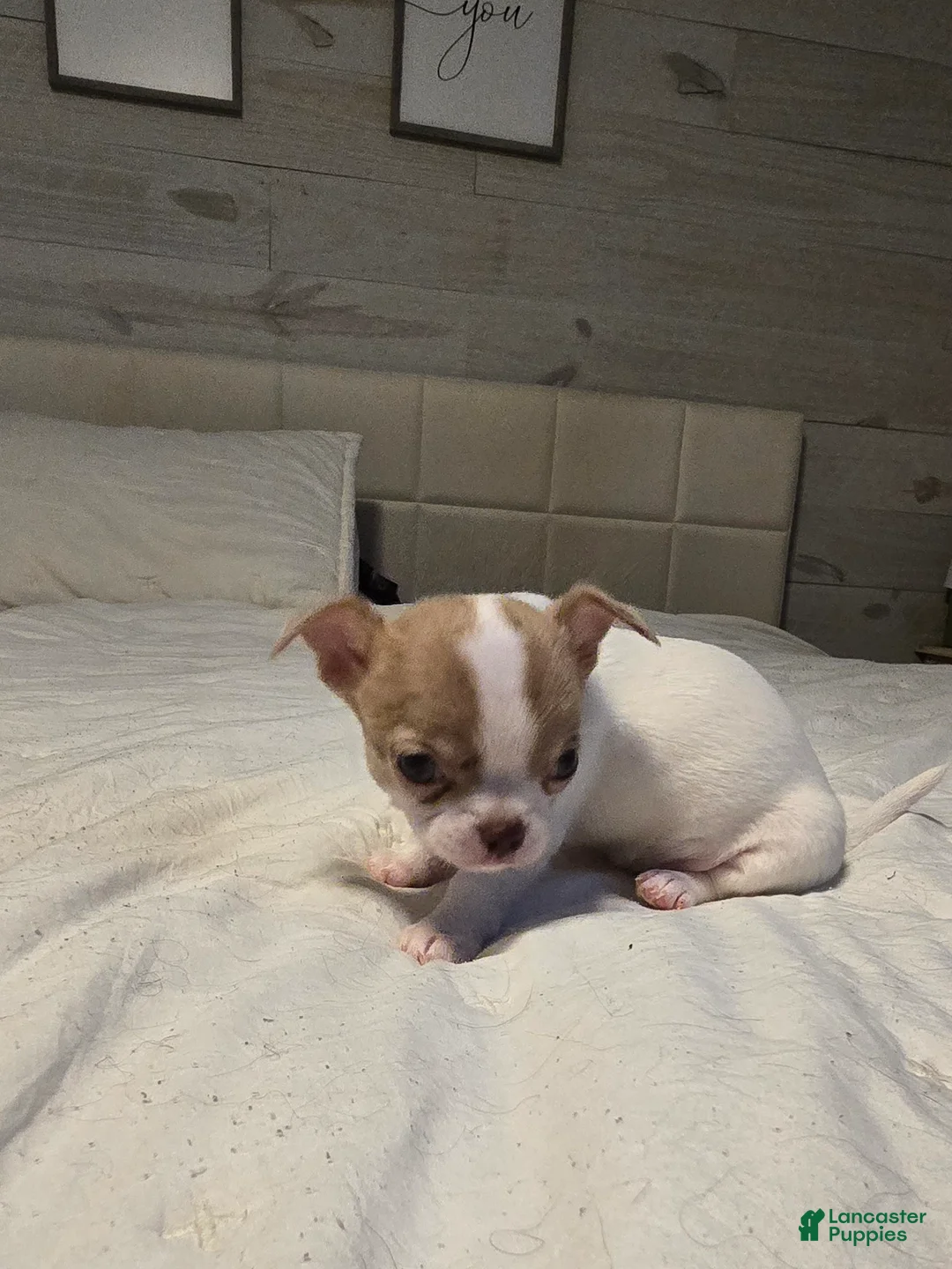 Chihuahua dogs for sale: Bella - Ad 1