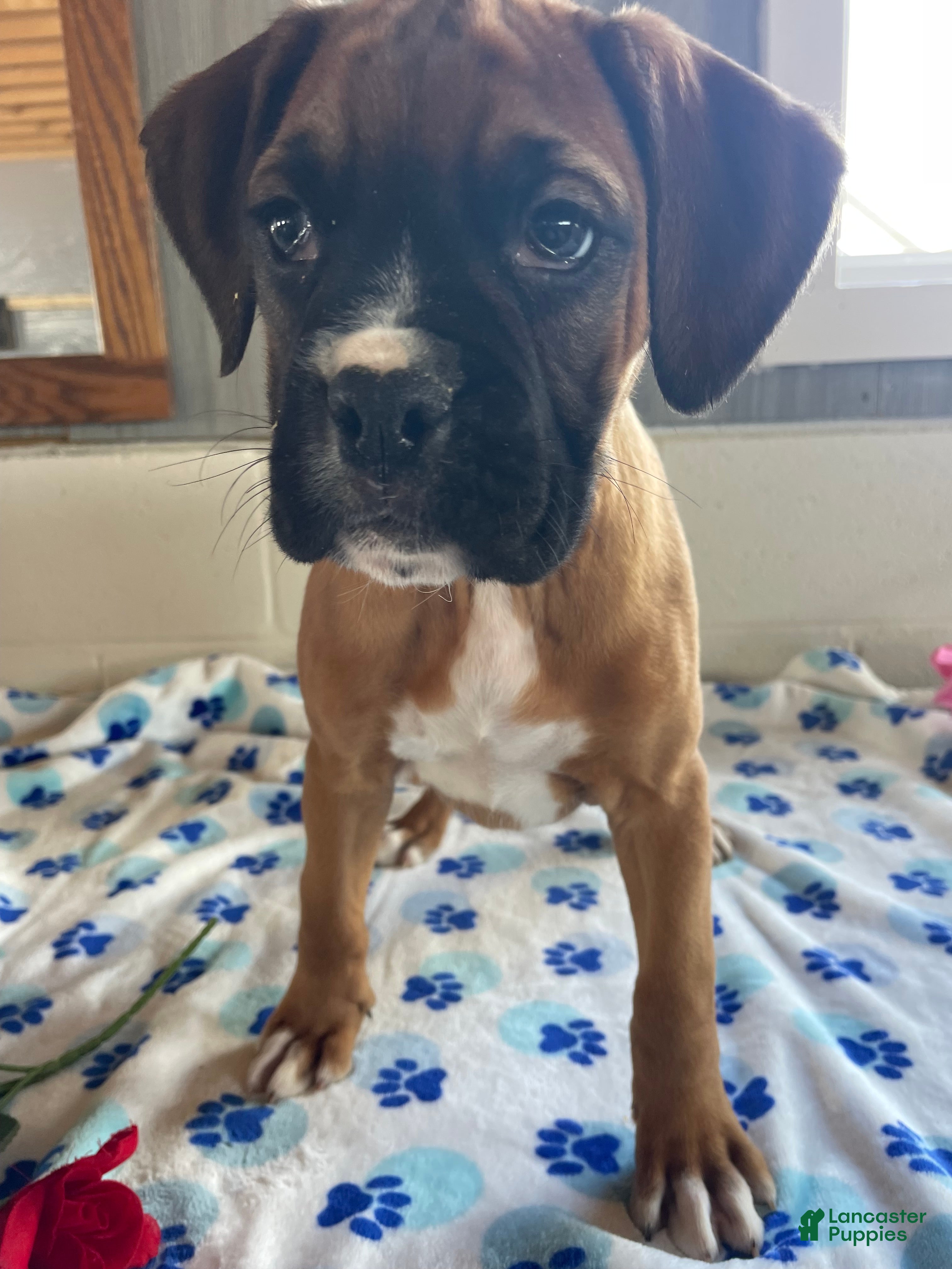 Boxer dogs Bambi - Ad 31