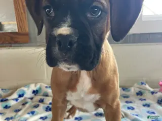 Boxer dogs Bambi - Ad 31