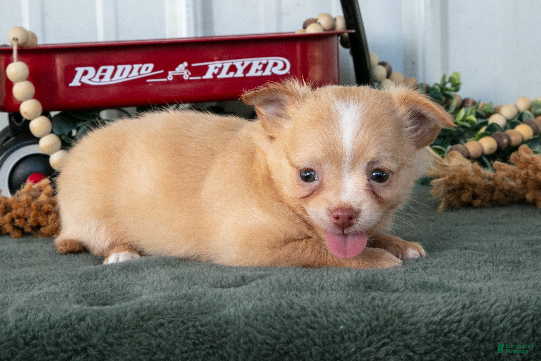 Chihuahua dogs Lucy - Ad 2