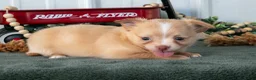 Chihuahua dogs for sale: Lucy - Ad 2