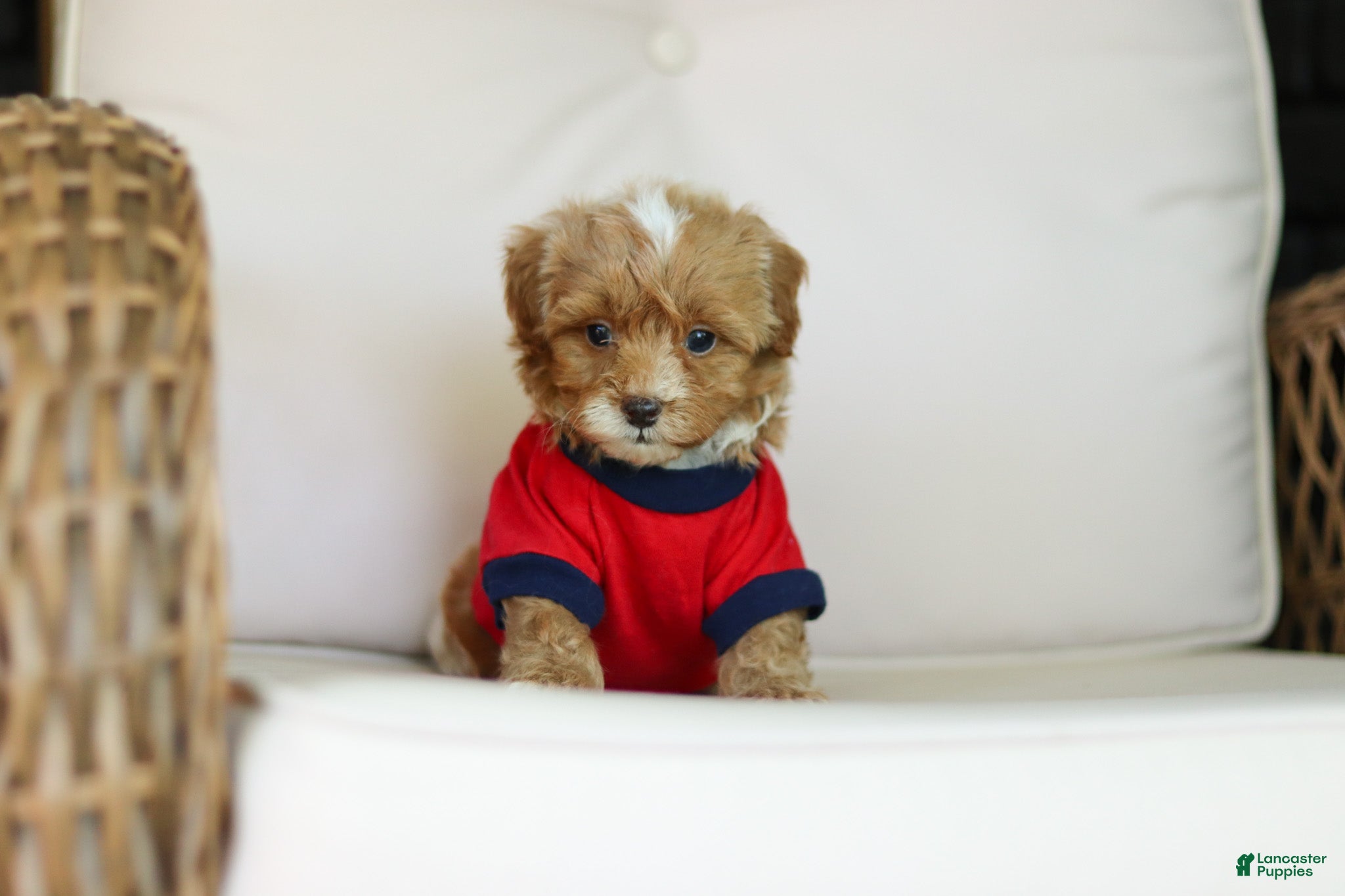 Cavapoo dogs for sale: Brady - Ad 3