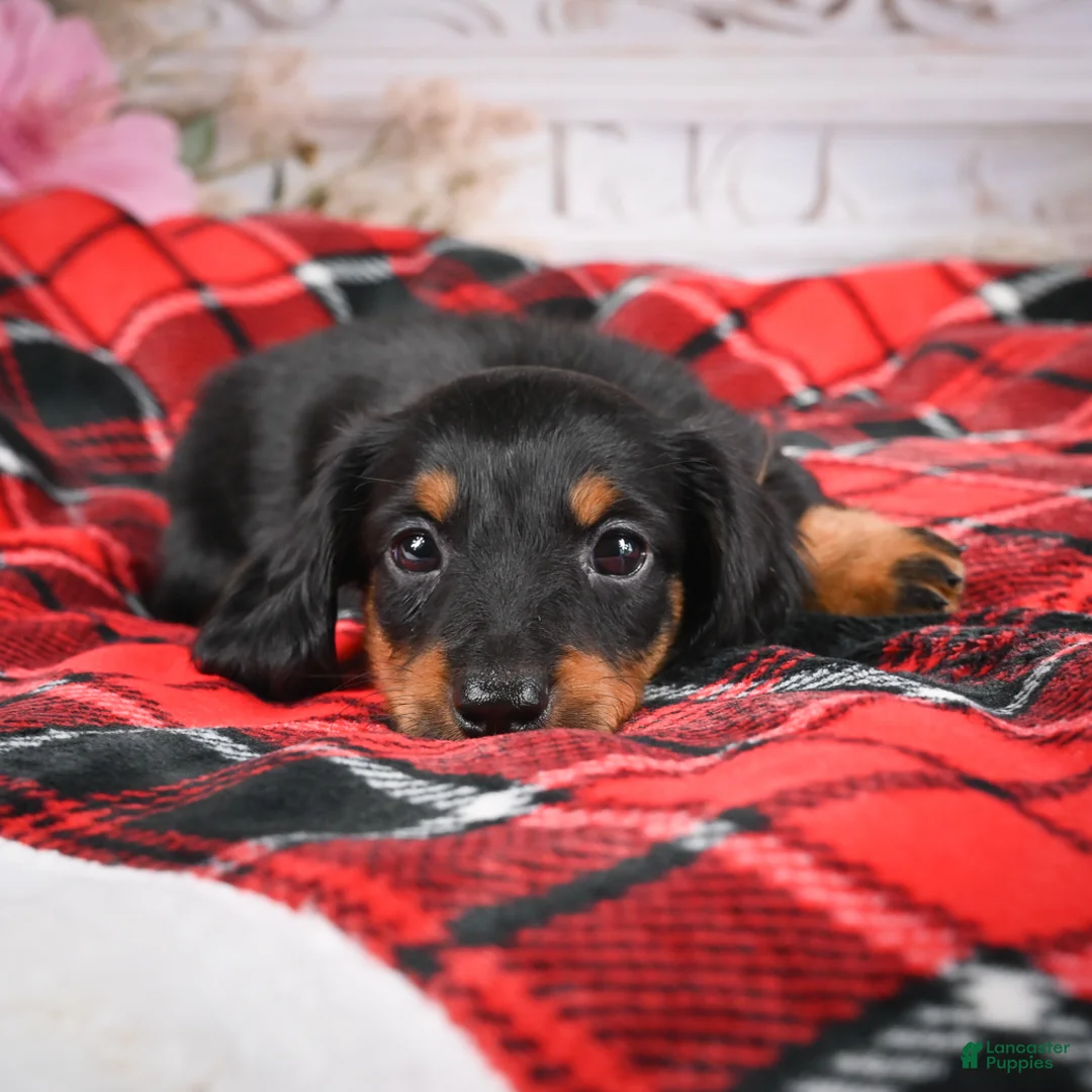 Miniature Dachshund dogs for sale: AKC-Eddie - Ad 2