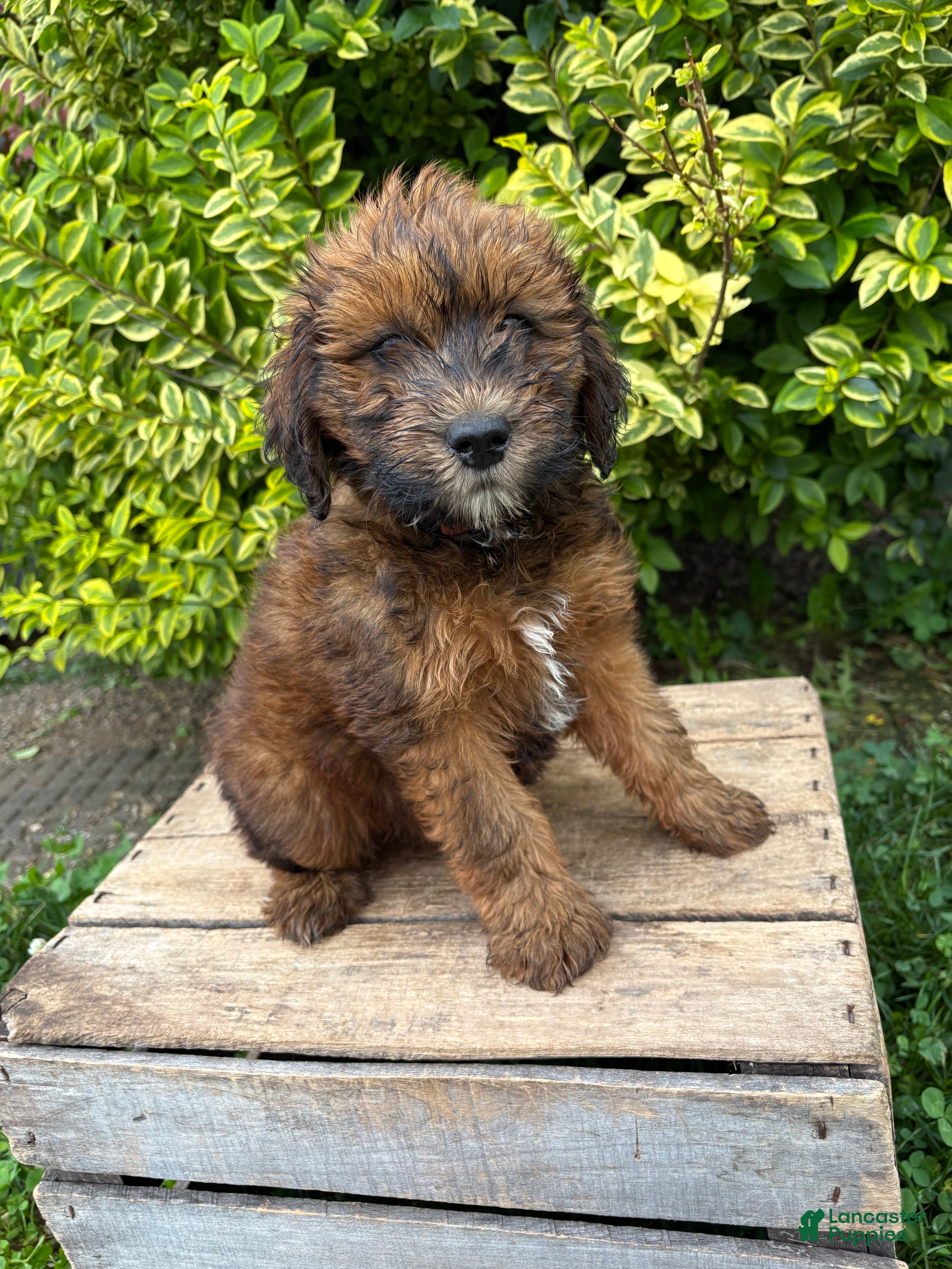 Whoodle dogs Mae - Ad 1
