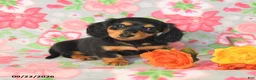 Miniature Dachshund dogs for sale: Rosie - Ad 1