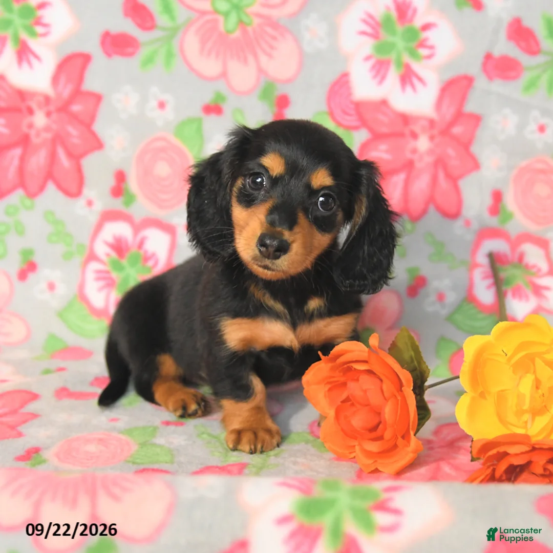 Miniature Dachshund dogs for sale: Rosie - Ad 1