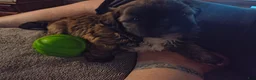 Shih Tzu dogs for sale: Shih Tzu Puppy 1 'junior' - Ad 5