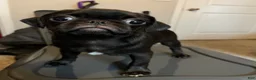 Pug dogs for sale: Romini - Ad 4