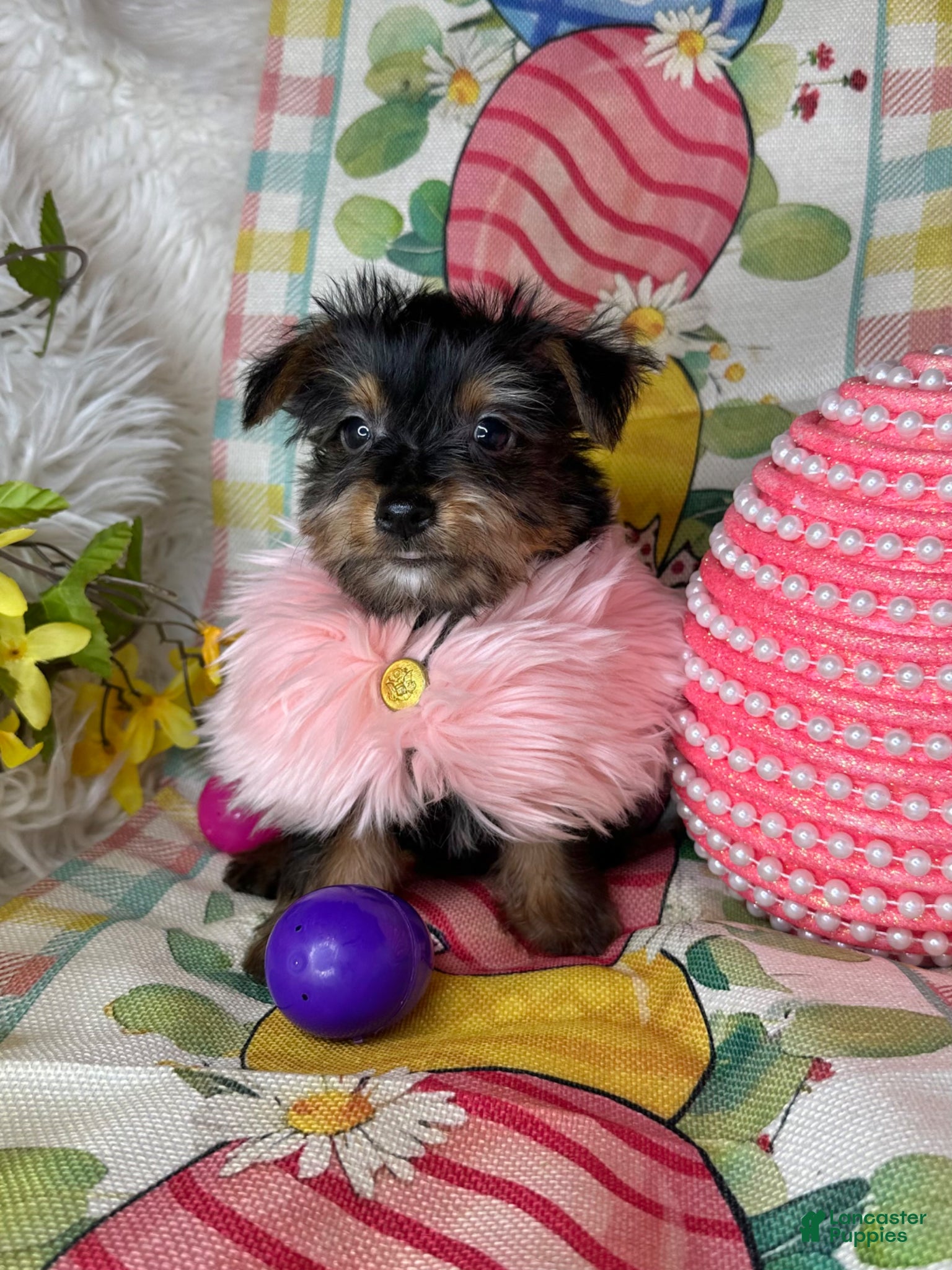 Yorkshire Terrier dogs Bloom🌸 - Ad 31