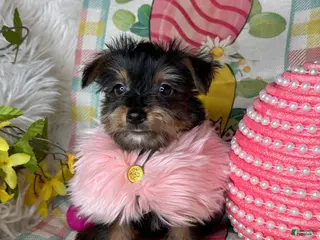 Yorkshire Terrier dogs Bloom🌸 - Ad 31